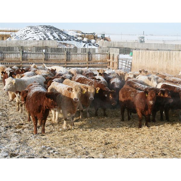 J&R Peterson - 850# Weaned Heifers - 64 Head (Barnwell, AB)