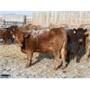 Image 2 : J&R Peterson - 850# Weaned Heifers - 64 Head (Barnwell, AB)