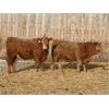 Image 4 : J&R Peterson - 850# Weaned Heifers - 64 Head (Barnwell, AB)