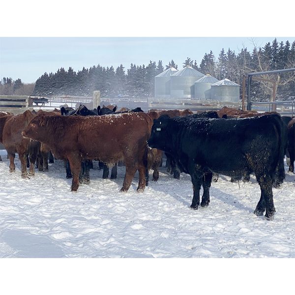 Hopper Farms/Jace Poffenroth - 880# Weaned Steers - 70 Head (Eckville, AB)