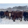 Image 2 : Hopper Farms/Jace Poffenroth - 880# Weaned Steers - 70 Head (Eckville, AB)