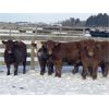 Image 3 : Hopper Farms/Jace Poffenroth - 880# Weaned Steers - 70 Head (Eckville, AB)