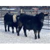 Image 4 : Hopper Farms/Jace Poffenroth - 880# Weaned Steers - 70 Head (Eckville, AB)
