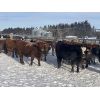 Image 5 : Hopper Farms/Jace Poffenroth - 880# Weaned Steers - 70 Head (Eckville, AB)