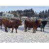 Image 6 : Hopper Farms/Jace Poffenroth - 880# Weaned Steers - 70 Head (Eckville, AB)