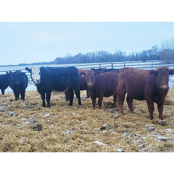 Dalrymple Enterprises - 900# Yearling Heifers - 26 Head (Fortier, MB)