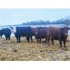 Image 1 : Dalrymple Enterprises - 900# Yearling Heifers - 26 Head (Fortier, MB)