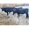 Image 2 : Dalrymple Enterprises - 900# Yearling Heifers - 26 Head (Fortier, MB)