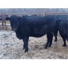 Image 3 : Dalrymple Enterprises - 900# Yearling Heifers - 26 Head (Fortier, MB)