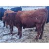 Image 4 : Dalrymple Enterprises - 900# Yearling Heifers - 26 Head (Fortier, MB)
