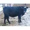 Image 5 : Dalrymple Enterprises - 900# Yearling Heifers - 26 Head (Fortier, MB)