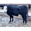 Image 6 : Dalrymple Enterprises - 900# Yearling Heifers - 26 Head (Fortier, MB)