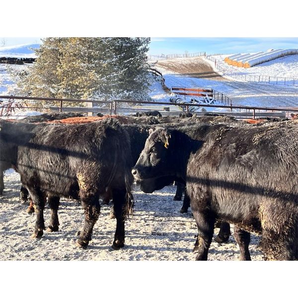 Woodland Farms - 950# Yearling Heifers - 145 Head (Keephills, AB)