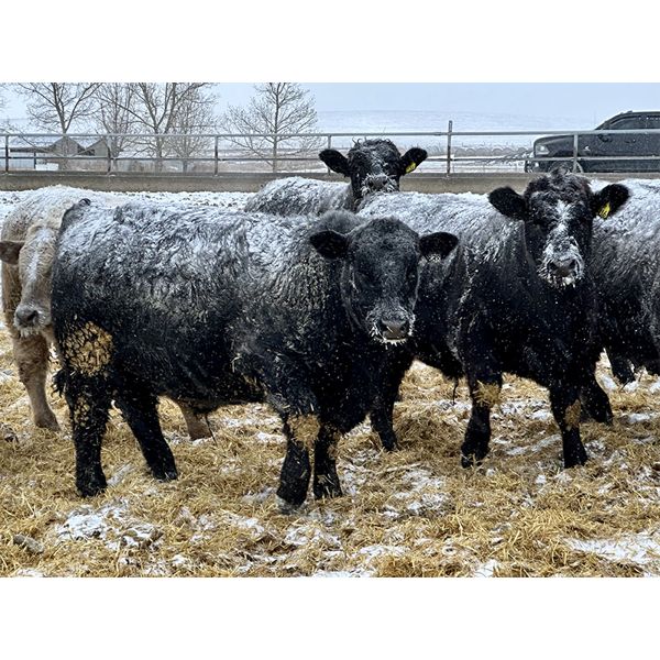 WHLand Farming Co. - 910# Weaned Steers - 67 Head (Rockyford, AB)