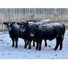 Image 4 : WHLand Farming Co. - 910# Weaned Steers - 67 Head (Rockyford, AB)