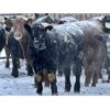 Image 5 : WHLand Farming Co. - 910# Weaned Steers - 67 Head (Rockyford, AB)