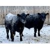Image 6 : WHLand Farming Co. - 910# Weaned Steers - 67 Head (Rockyford, AB)