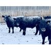 Image 7 : WHLand Farming Co. - 910# Weaned Steers - 67 Head (Rockyford, AB)
