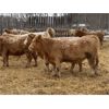 Image 2 : Leonard, Bonnie & Blair Zdan - 900# Weaned Heifers - 66 Head (Alonza, MB)