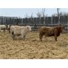 Image 5 : Leonard, Bonnie & Blair Zdan - 900# Weaned Heifers - 66 Head (Alonza, MB)