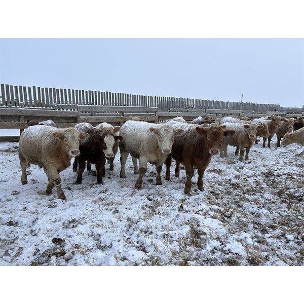 Rice Farms - 1025# Weaned Steers - 60 Head (Lacombe, AB)