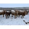 Image 2 : Rice Farms - 1025# Weaned Steers - 60 Head (Lacombe, AB)