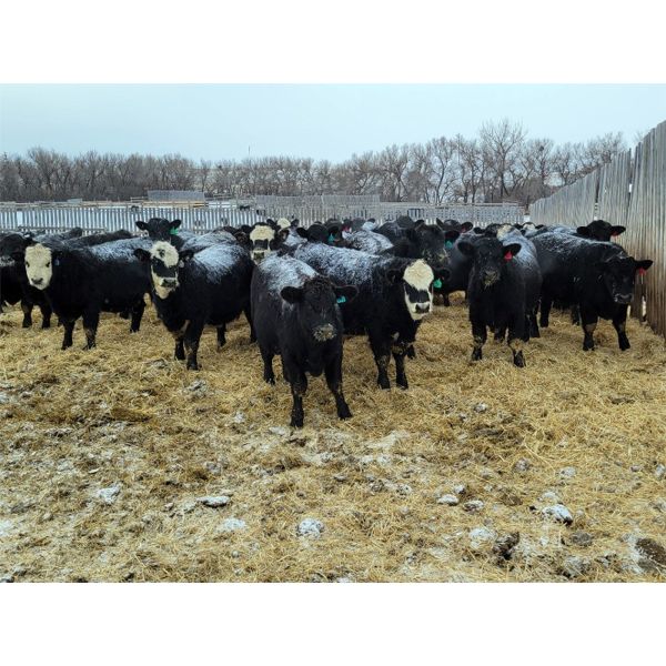 Bircham Ranch - 900# Weaned Steers - 134 Head (Piapot, SK)