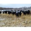 Image 2 : Bircham Ranch - 900# Weaned Steers - 134 Head (Piapot, SK)