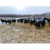 Image 3 : Bircham Ranch - 900# Weaned Steers - 134 Head (Piapot, SK)