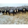 Image 4 : Bircham Ranch - 900# Weaned Steers - 134 Head (Piapot, SK)