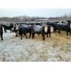 Image 6 : Bircham Ranch - 900# Weaned Steers - 134 Head (Piapot, SK)