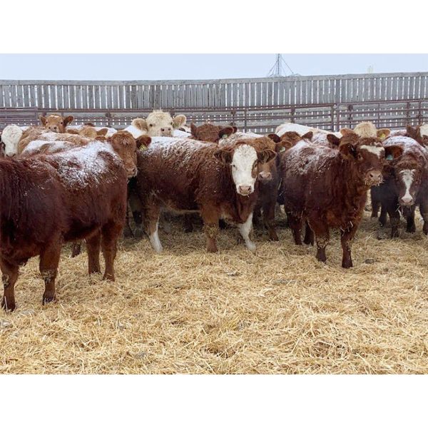 HR Feeders - 810# Weaned Heifers - 82 Head (High River, AB)