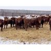 Image 2 : HR Feeders - 810# Weaned Heifers - 82 Head (High River, AB)