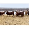Image 5 : HR Feeders - 810# Weaned Heifers - 82 Head (High River, AB)