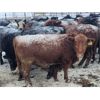 Image 2 : Jeff MacMillan - 680# Weaned Heifers - 85 Head (Marquette, MB)