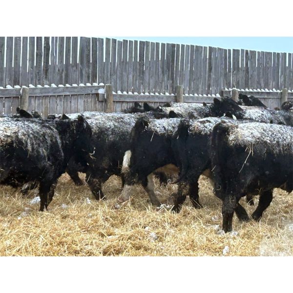 Curtis Johnson - 960# Weaned Steers - 40 Head (Young, SK)