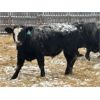 Image 2 : Curtis Johnson - 960# Weaned Steers - 40 Head (Young, SK)