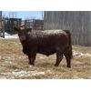 Image 3 : Curtis Johnson - 960# Weaned Steers - 40 Head (Young, SK)