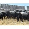 Image 4 : Curtis Johnson - 960# Weaned Steers - 40 Head (Young, SK)