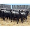 Image 6 : Curtis Johnson - 960# Weaned Steers - 40 Head (Young, SK)