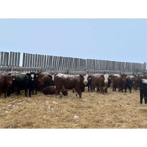 Curtis Johnson - 740# Weaned Steers - 67 Head (Young, SK)