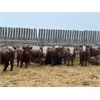 Image 2 : Curtis Johnson - 740# Weaned Steers - 67 Head (Young, SK)