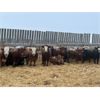 Image 3 : Curtis Johnson - 740# Weaned Steers - 67 Head (Young, SK)