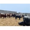 Image 5 : Curtis Johnson - 740# Weaned Steers - 67 Head (Young, SK)