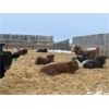 Image 6 : Curtis Johnson - 740# Weaned Steers - 67 Head (Young, SK)