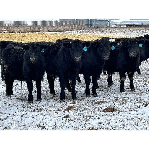 Crowfoot Valley Ranch Ltd. - 825# Weaned Steers - 78 Head (Standard, AB)