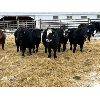 Image 3 : Crowfoot Valley Ranch Ltd. - 825# Weaned Steers - 78 Head (Standard, AB)