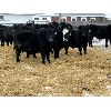 Image 5 : Crowfoot Valley Ranch Ltd. - 825# Weaned Steers - 78 Head (Standard, AB)
