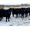 Image 6 : Crowfoot Valley Ranch Ltd. - 825# Weaned Steers - 78 Head (Standard, AB)