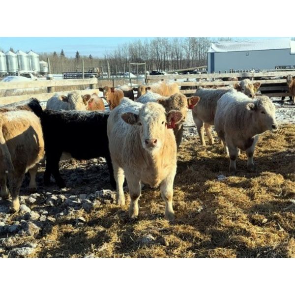 KS Cattle Corp./G+ Farms Ltd. - 800# Weaned Heifers - 70 Head (Spiritwood, SK)